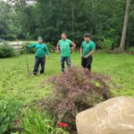 Planting the tree